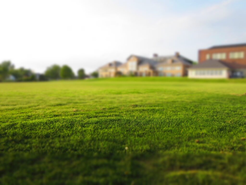 Beautiful Lawn